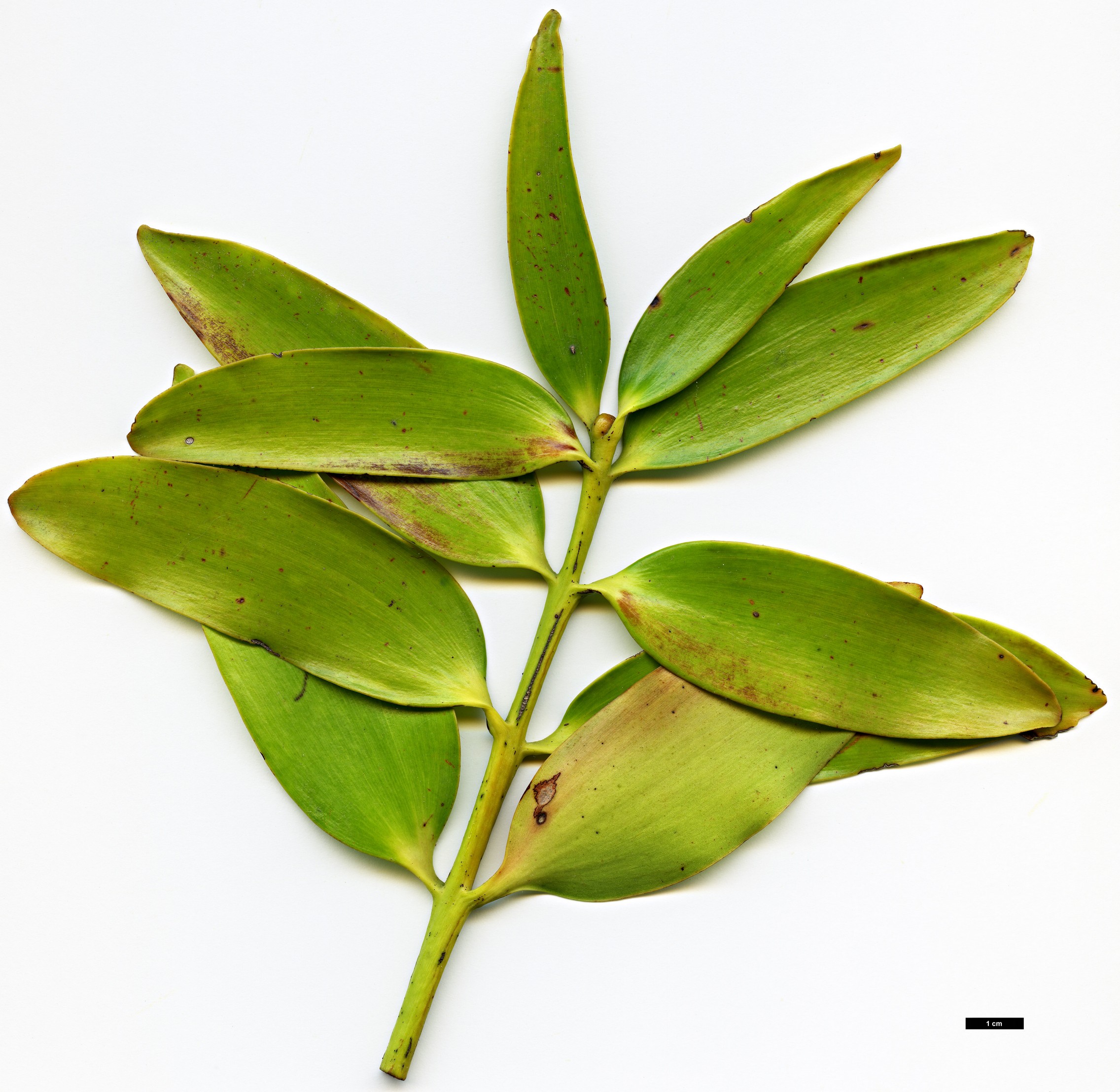 High resolution image: Family: Araucariaceae - Genus: Agathis - Taxon: macrophylla
